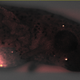 A spotted salamander embryo with large numbers of algal cells inside its tissues. The algae are visualized by chlorophyll fluorescence, seen here as yellow-orange bright regions of the image. (Image: Ryan Kerney)